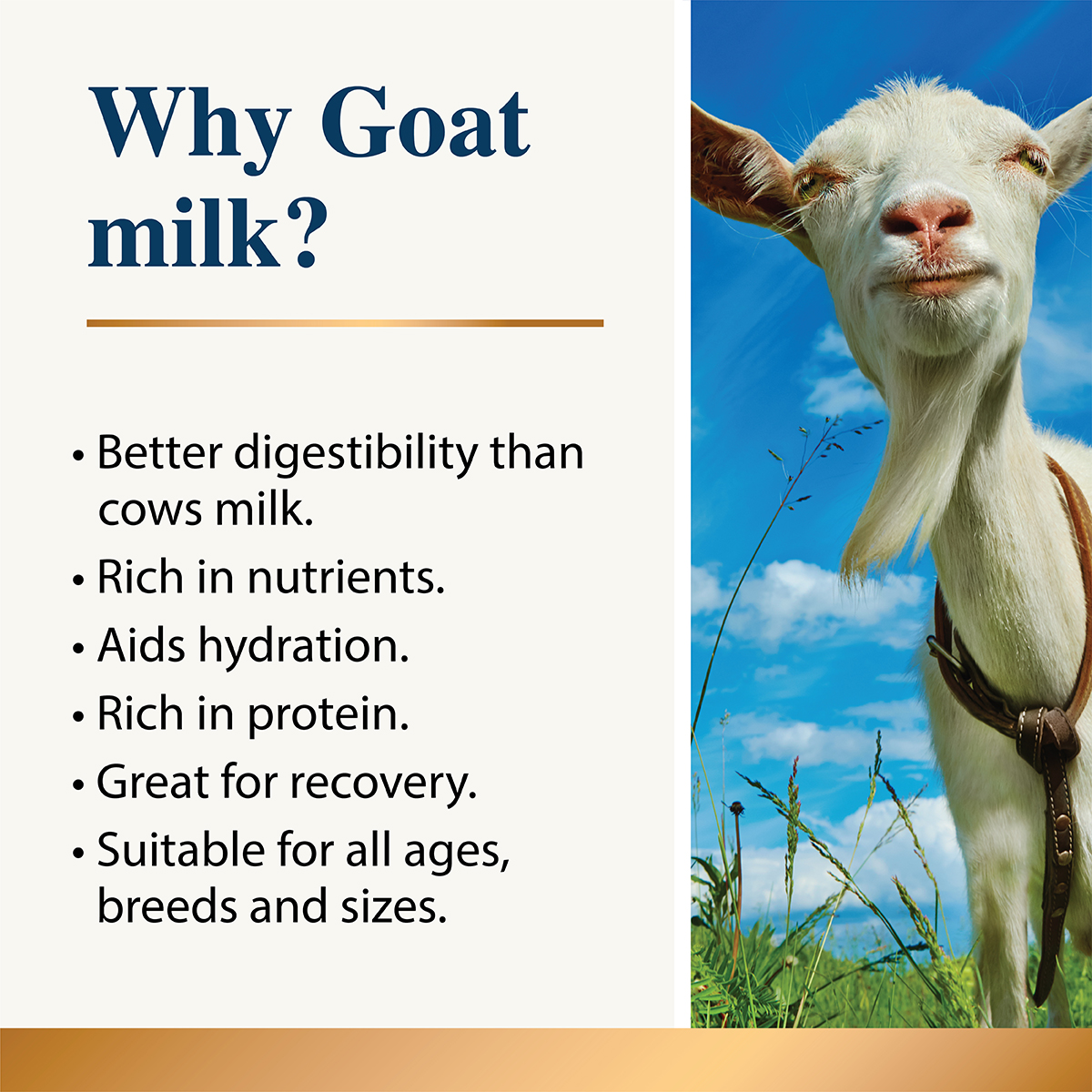 Goat Milk Plus Powder for Dogs & Cats - Image 3